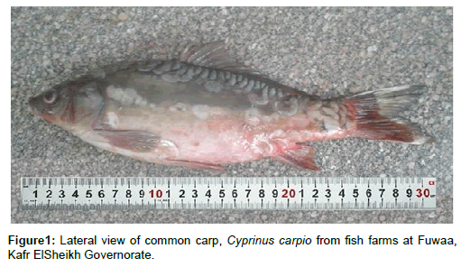 Effect Of Natural Additives On The Quality Attributes Of Cultivated Common Carp Fillets During Frozen Storage Insight Medical Publishing