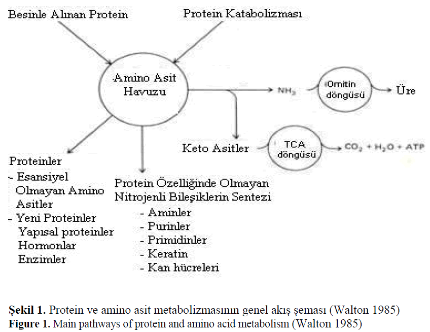 Protein Metabolism In Fishes Insight Medical Publishing Protein Metabolism In Fishes Insight Medical Publishing