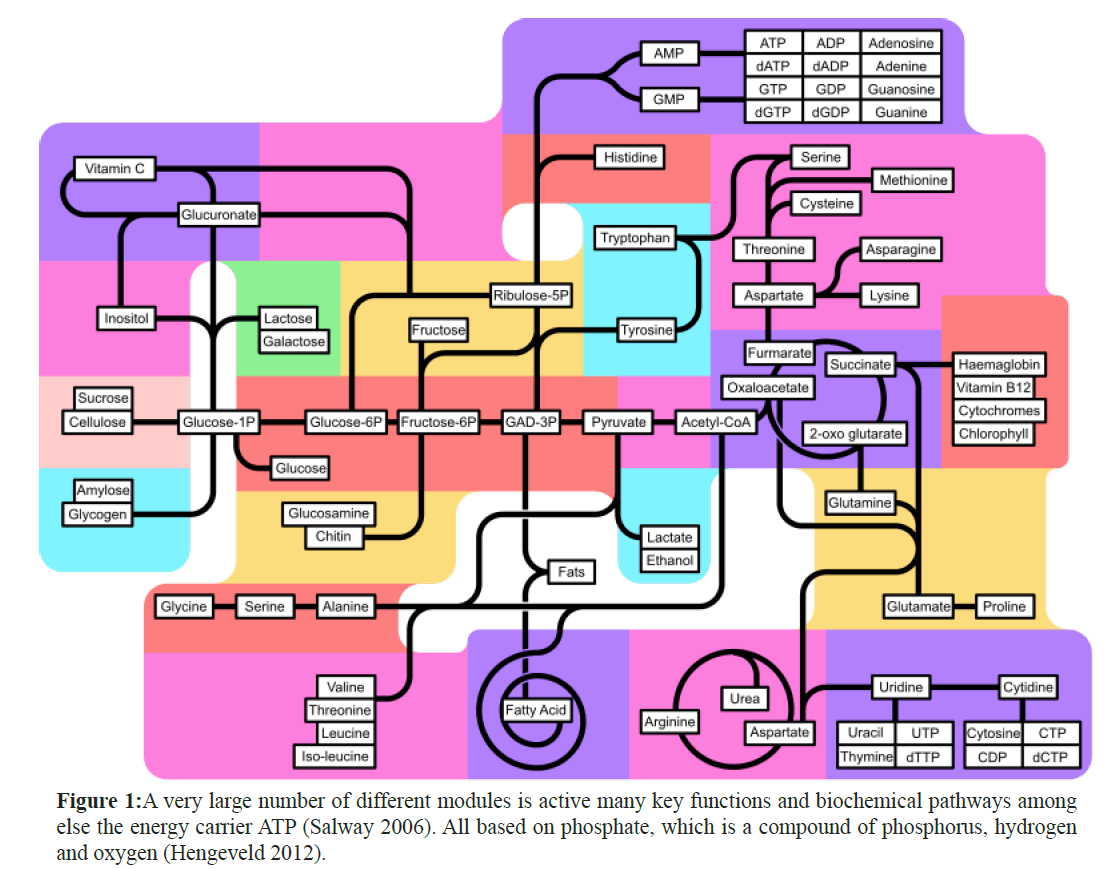 A Suggested Aƒa A A A A Seaweed Plantation Modelaƒa A A A A To Tackle The Looming Phosphorus Crises In The 21st Century At The Rhine North Sea Systemaƒa A A A A Insight Medical Publishing