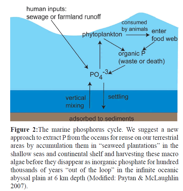 fisheriessciences-marine-phosphorus-cycle